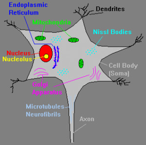 What is inside of a neuron? A neuron has many of the same organelles ...
