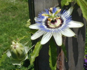 Passion Flower Opened Its