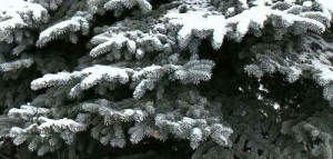 Beautiful frosty fir trees in the Northwest...