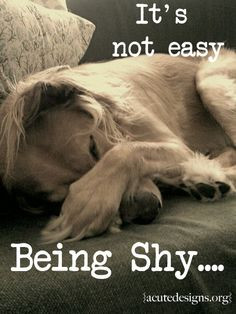 it's not easy being shy... #dogs #shy #cute More