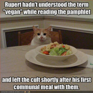 Funny Cat Pictures With Captions