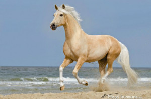 Palomino horse running on the beach: Dreams Horses, Horses Breeds ...