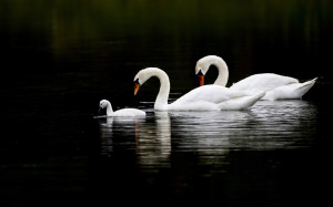 Swan Family Wallpapers Pictures Photos Images