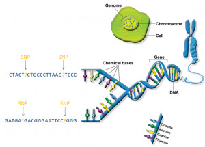 personalized-medicine-dna-genes-snps
