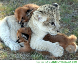 cute animals wild wildlife species planet earth nature pics pictures ...