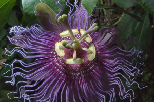 pansies passion wallpapers flowers purple flowers purple passion