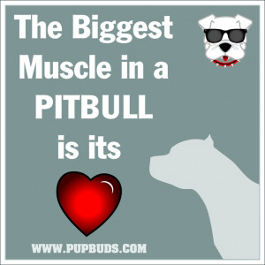 Pitbull Sayings In a pitbull is its heart