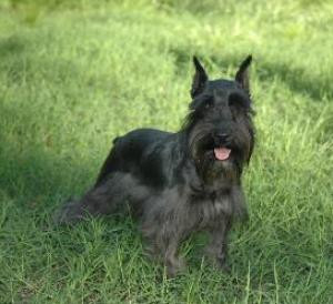 Miniature Schnauzer Quotes