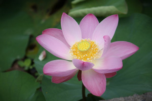 Lotus flower 6753 by fastock on deviantART