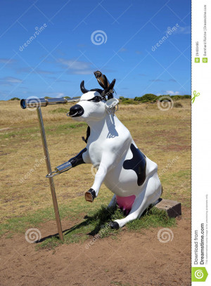 Editorial Image Moorine Marauder Funny Pirate Cow