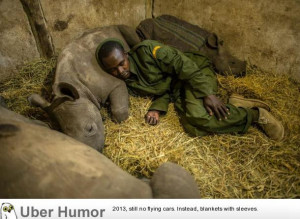 Keeper at Rhino conservancy sleeps with three orphaned rhino calfs