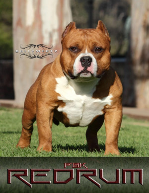 American Bully Dog