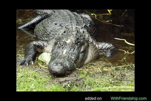 Florida American Alligator