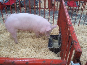 ... oats, powdered milk and specially created pellets for show pigs
