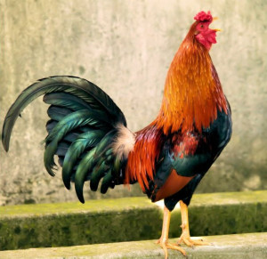 Rooster Crowing Contest