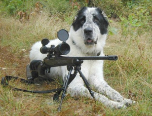 Funny Dog With Gun