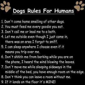 quotes and sayings | quotes about angel dog rules for humans » Quotes ...