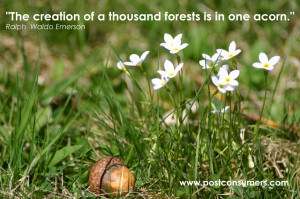 ... Creation of a thousand forests Is In One Acorn” ~ Environment Quote