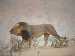 ... national geographic a lion walks against a gritty wind in the nossob