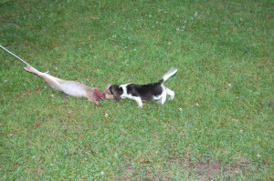 Thread: Beagle Pups meets rabbit!!