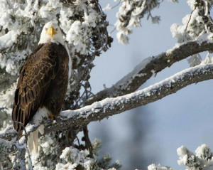 Bald eagle in winter.