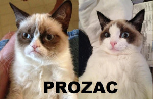 Grumpy Cat + PROZAC = ...