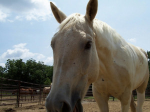Palomino Paint Horse For Sale Palomino paint for sale (of
