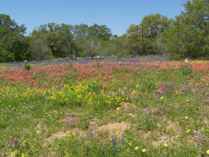 South Texas Wildflowers (San Antonio, Austin, Fredericksburg: farm ...