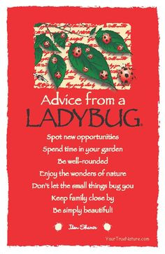 Advice from a Ladybug More