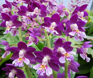 Orchids image via Colorfull at www.Facebook.com/colorfullss