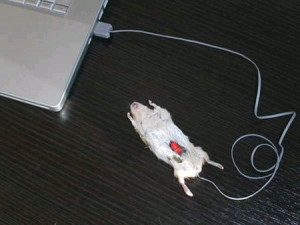 Funny Computer Mouse Humor Photos Collection