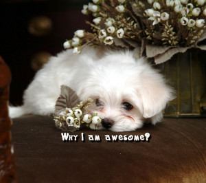 Quote,funny,cute,lovely,dog,puppy,wondering,awesome,