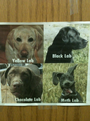 Funny Meth Lab Dog Randomfunnypictures Pictures
