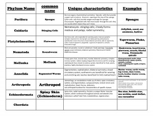 Animal Phyla Chart Characteristics