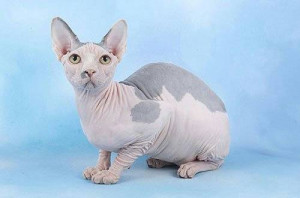 of cats distributed by several color varieties of the breed