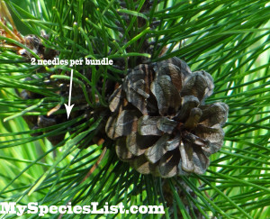 Red Pine - My Species List - New England/Atlantic Canada | My ...