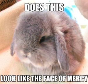 Related Pictures cat lol face meme on all the rage faces