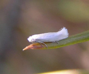 Yuck The Aspen Leaf Miner