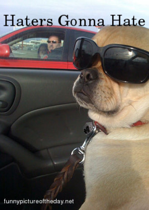 Haters-Gonna-Hate-Cool-Dog-Sunglasses.jpg
