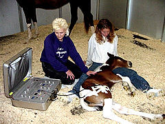 Animal Therapy Systems - Equine Therapy