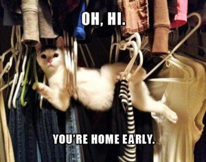 Funny Cat Pictures with Captions 19