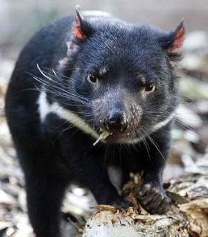 Tasmanian Devil could be extinct in decade withour cancer vaccine ...