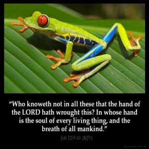... in all these that the hand of the lord hath wrought this job 12 9 kjv