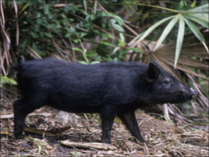 Wild Hog Sus Scrofa Southern USA