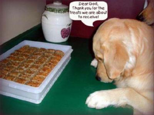 If you think dogs can't count, try putting three dog biscuits in your ...