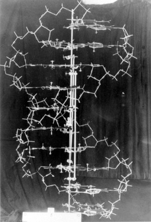 ... DNA demonstration model, designed by James Watson and Francis Crick