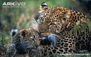 Leopard photo - Panthera pardus - G75033 | ARKive
