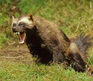 Carcajou(wolverine): Carcajou Wolverine, Wildlife Predator, Wild ...