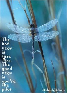 Dragonfly - love this quote More