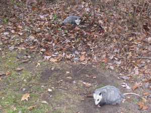 Trapping Raccoon Traps